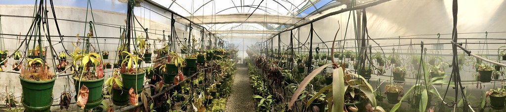 Nepenthes house, Triffid Park’s 2019 open day, Victoria, Australia.
