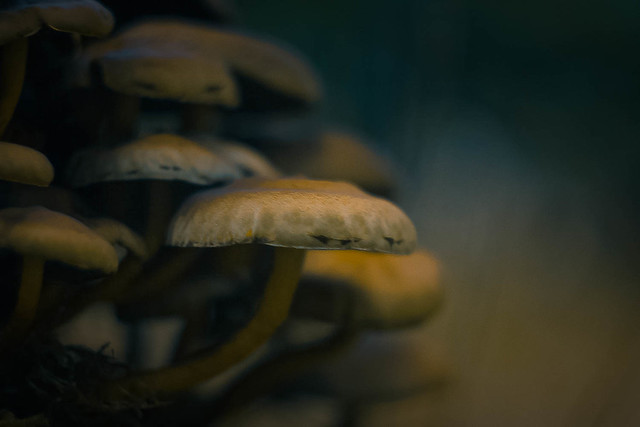 Mushroom Tales 2020 #7