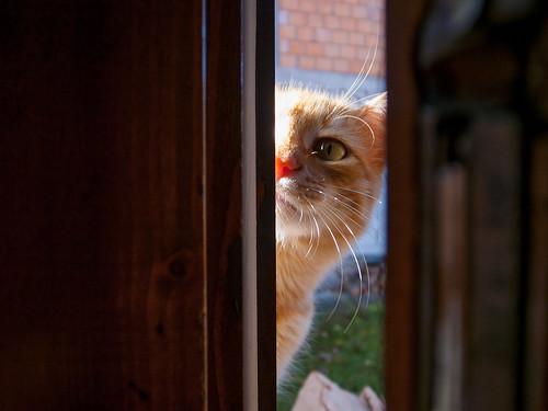 "Cat peeping through an open window"