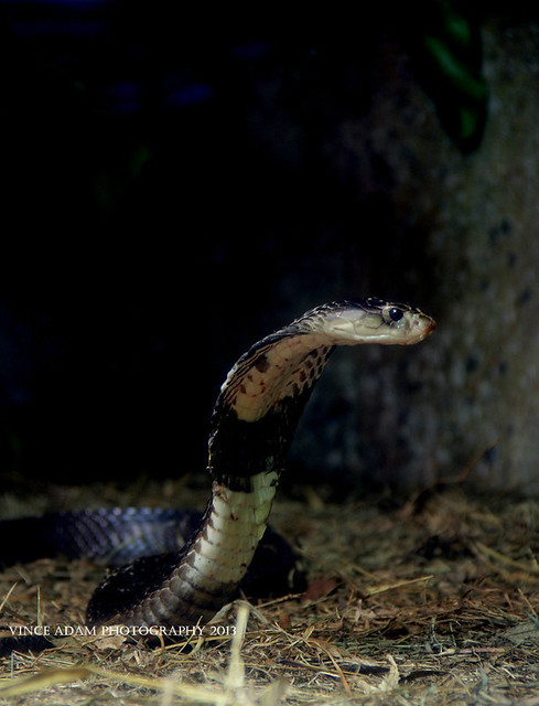 IMG_15141861907_ Monocled cobra (Naja kouthia)