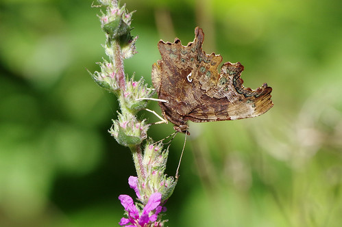 cambridgeshire waresleywood butterfly insect nature wild wildlife comma polygoniacalbum purpleloosestrife