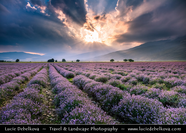 Bulgaria - Lavender fields in full bloom at Dramatic Sunset