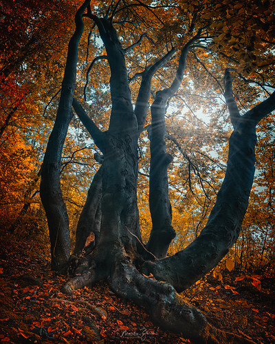gelb forest tree sun light shadow autumn landscape explore nature