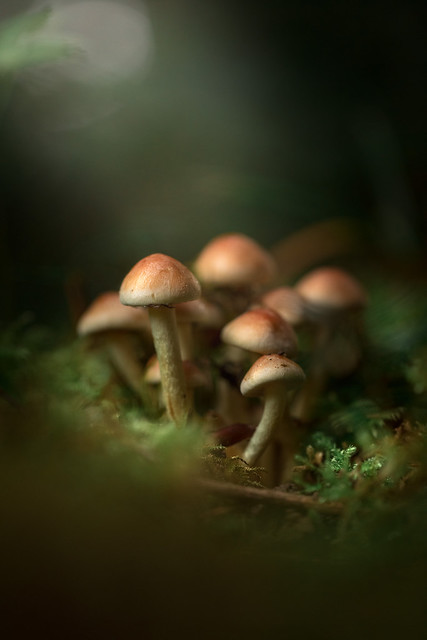 Elegant group of mushrooms