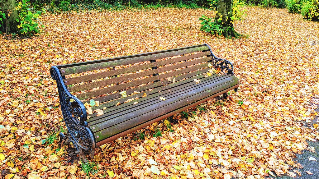 Haslam Park bench