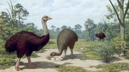 Double whammy doomed Madagascar’s large birds and mammals | Science