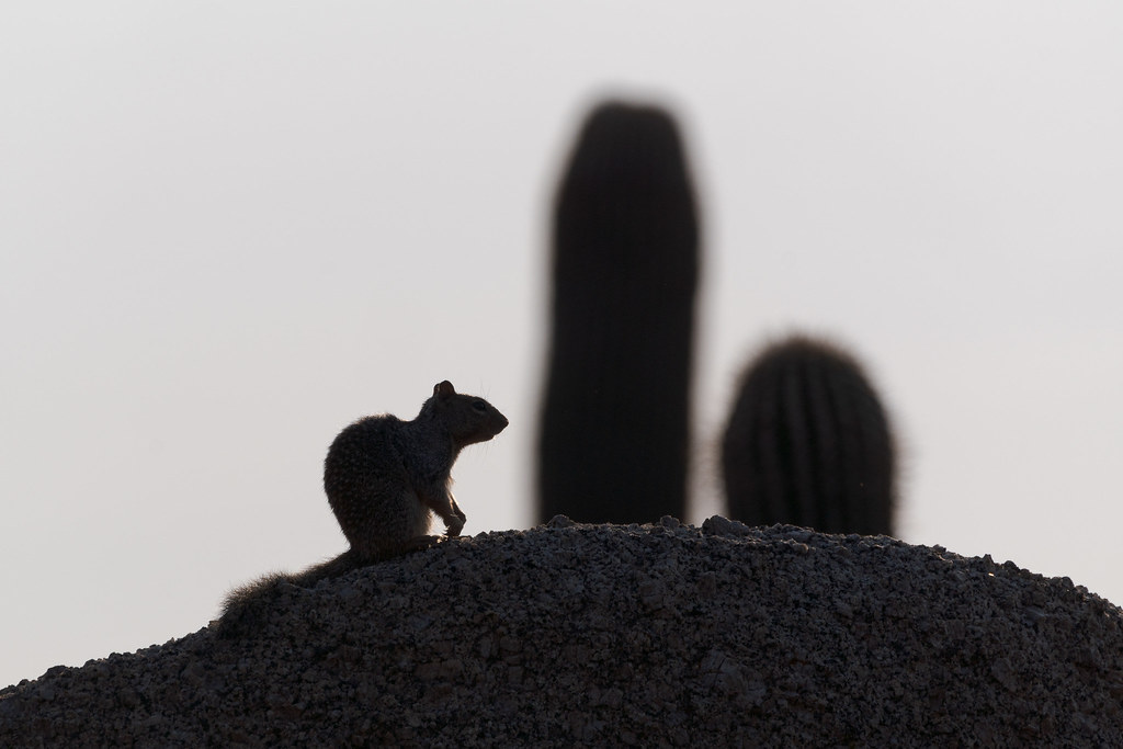 The silhouette of a rock squirrel atop a granite boulder in front of saguaros on the Saddlehorn Trail in McDowell Sonoran Preserve in Scottsdale, Arizona on October 17, 2020. Original: _RAC6530.arw