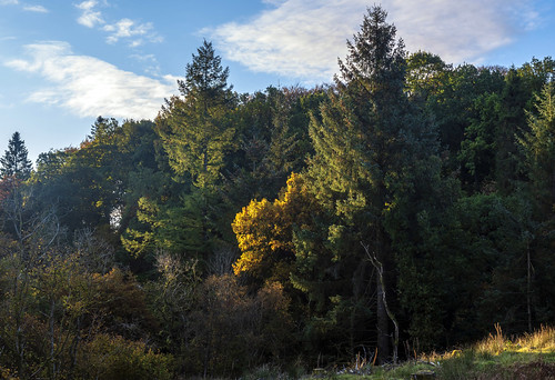 golden green lochwinncoh lochwinnoch morning renfrewshire scotland tree trees uk grass orange stumps sunriselight