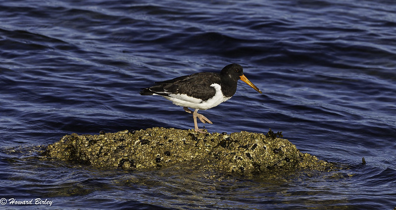 Oystercatcher
