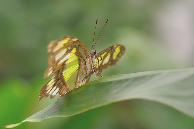 Malachite Butterfly - Siproeta stelenes