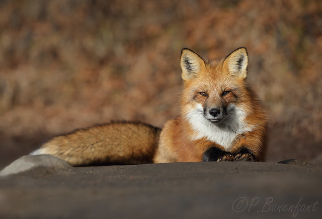 Red Fox - Renard roux