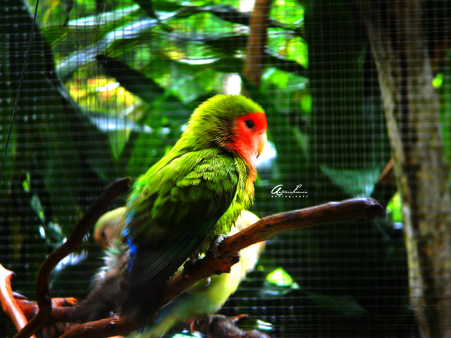 Green parakeet bird