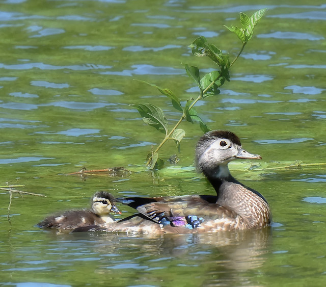 Momma Wood Duck And Duckling