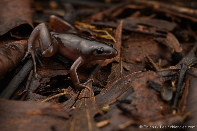 Borneo Narrowmouth Toad (Gastrophrynoides borneensis) ♂