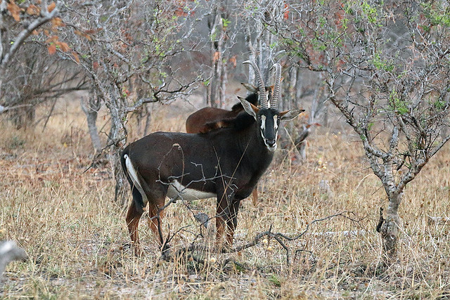 Sable antelope, Ruaha National Park, Tanzania