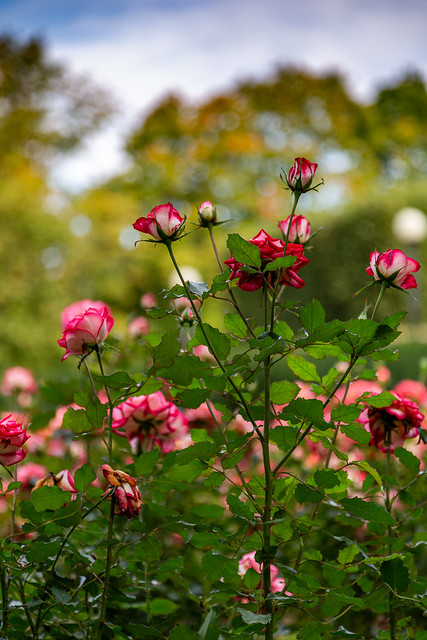 Roses in the autumn park