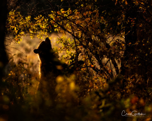 grandtetonnationalpark bear blackbear sow mammal animal wildlife nature backlit nikon d850