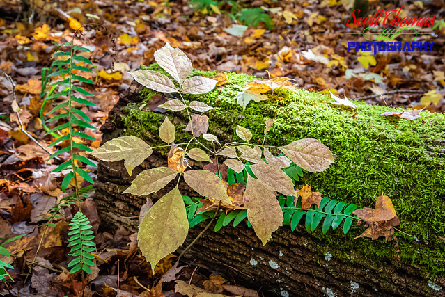 Mossy Log in the Deep Woods