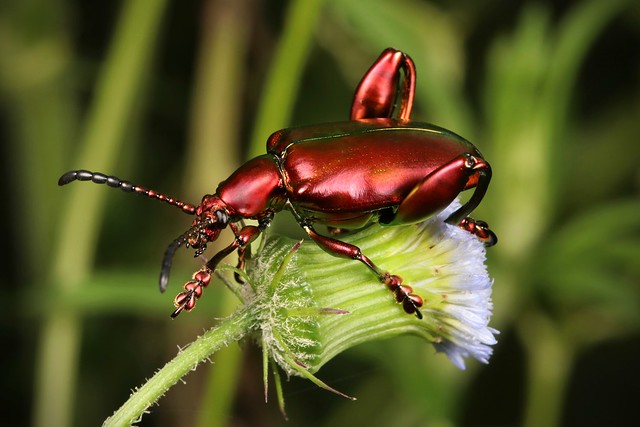 Frog-legged Leaf Beetle (Sagra femorata, Chrysomelidae)