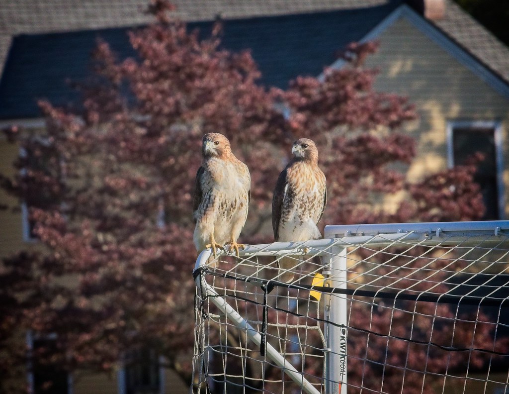 Female and male red-tails