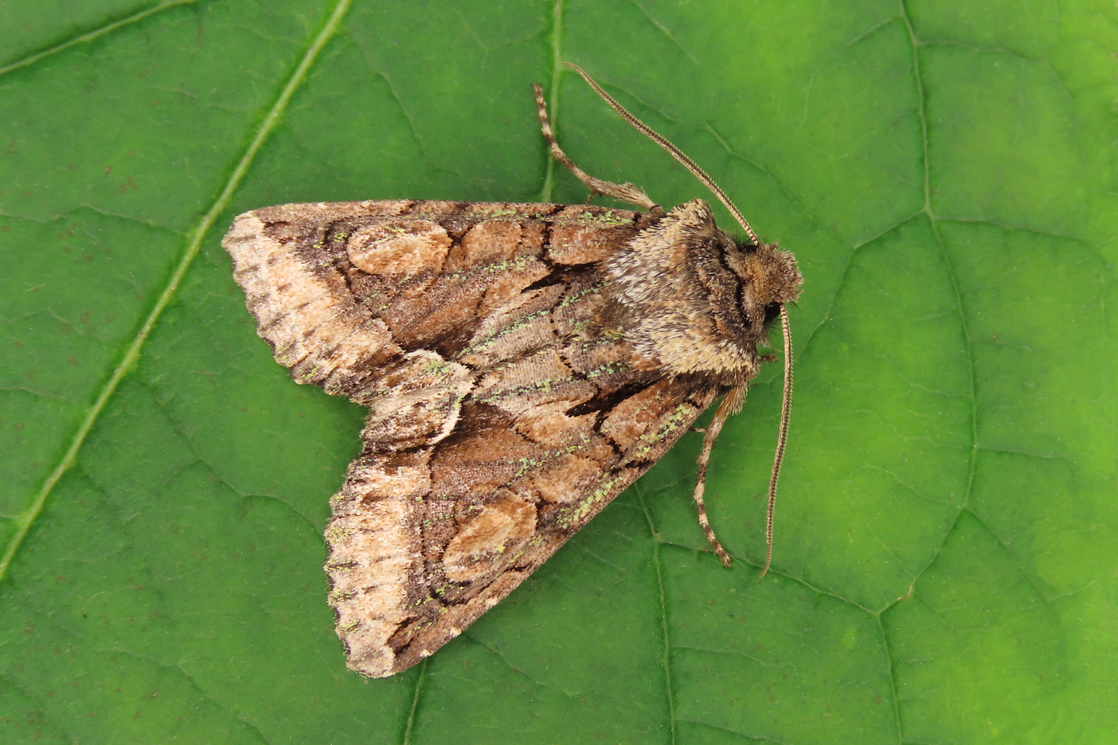 73.068 Green-brindled Crescent - Allophyes oxyacanthae