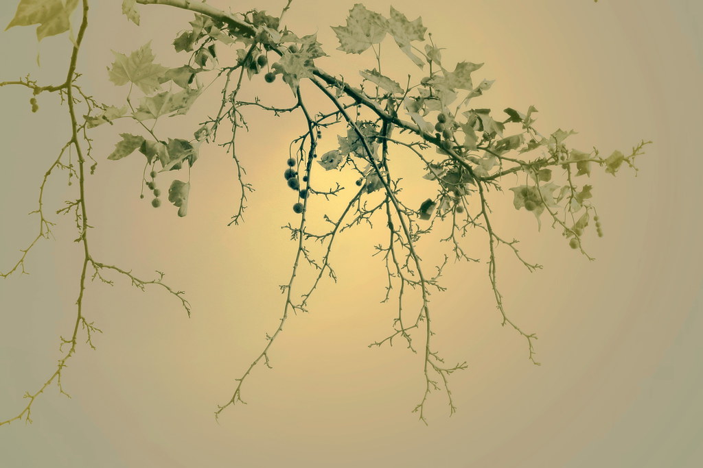 Light between the branches / Fény az ágak között