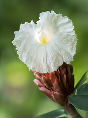 Costus Flower, Santa Cruz, Trinidad.
