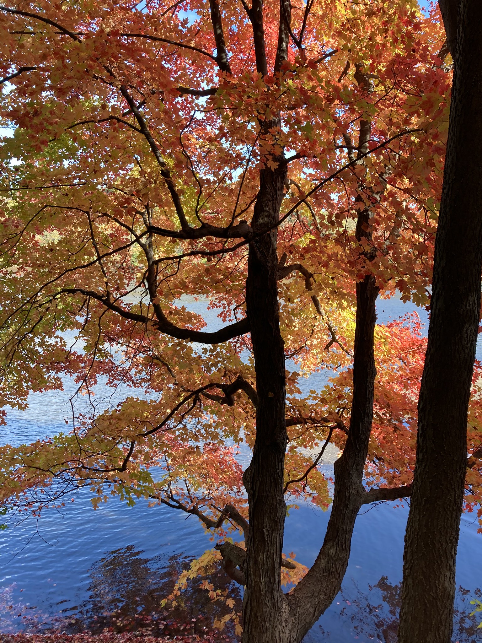 Fall River Colors