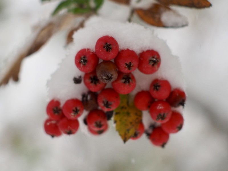 Crabapples under snow