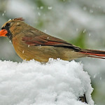 Female Cardinal in a snow storm