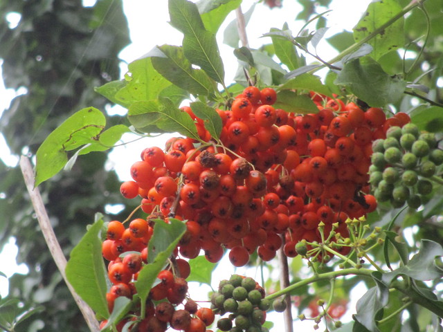 UK - Berkshire - Pangbourne - Pyracantha