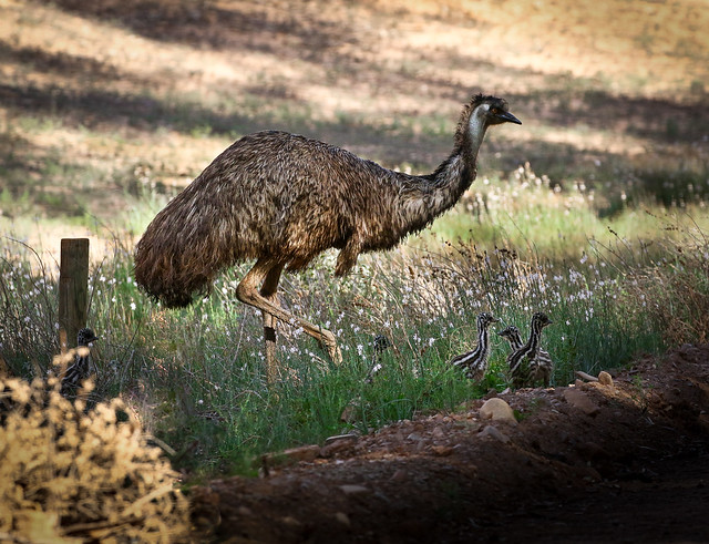 Emu and Young