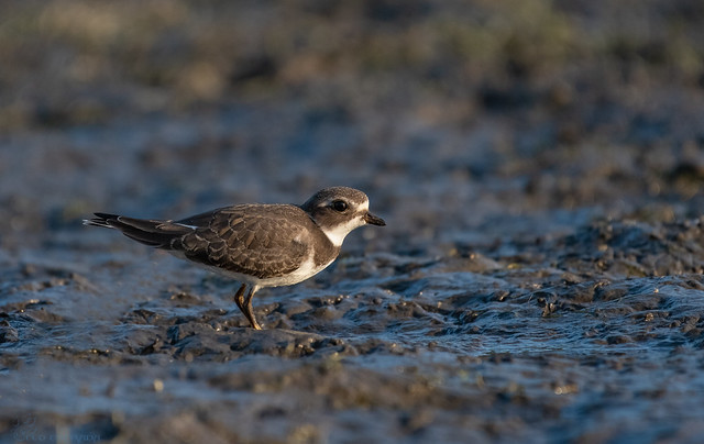 Semipalmated Plover.