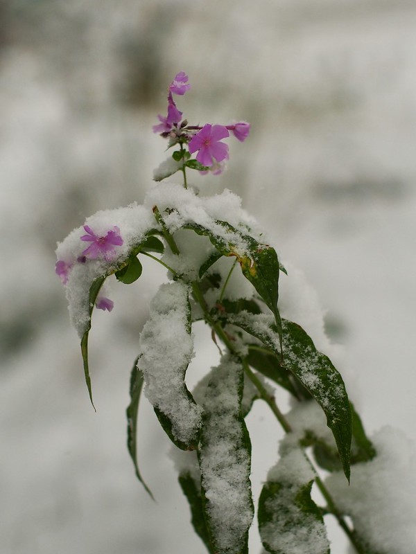 A pink flowering plant covered in snow