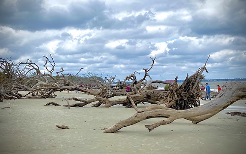 georgiacoast jekyllisland driftwoodbeach landscape landscapephotography decay decayed tree trees