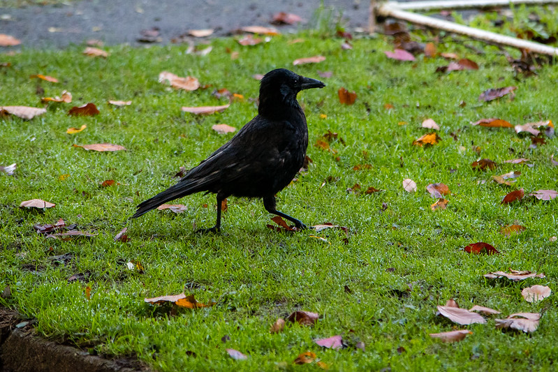 Bedraggled carrion crow, Bantock Park