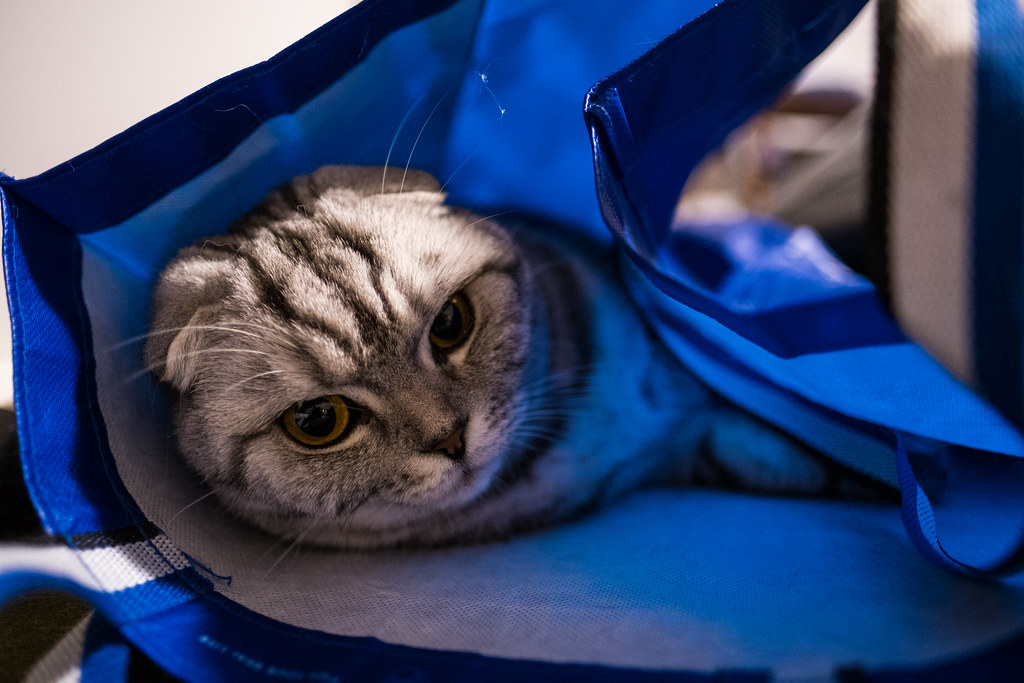 The cat's in the bag