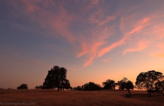 Cirrus Clouds and Oak Trees, Calaveras County, CA