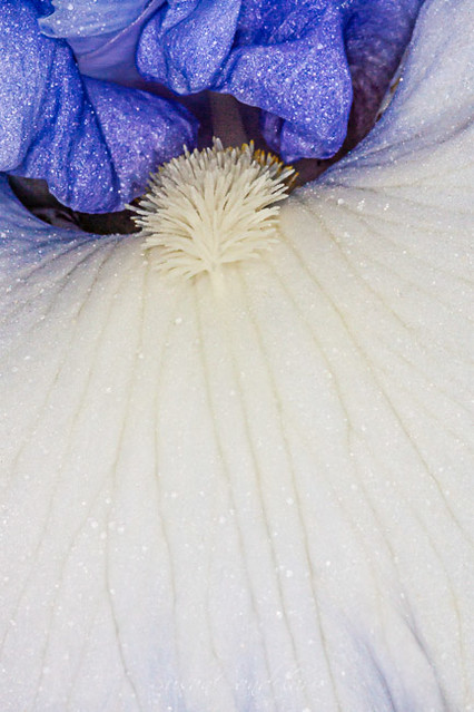 Bearded Iris PetalsBearded Iris Petals - Close up view of a beautiful white and lavender Bearded Iris flower. This image is  also available as a black and white. To view additional images please visit www.susancandelario.comSusan Candelariohttp://www.sdcp