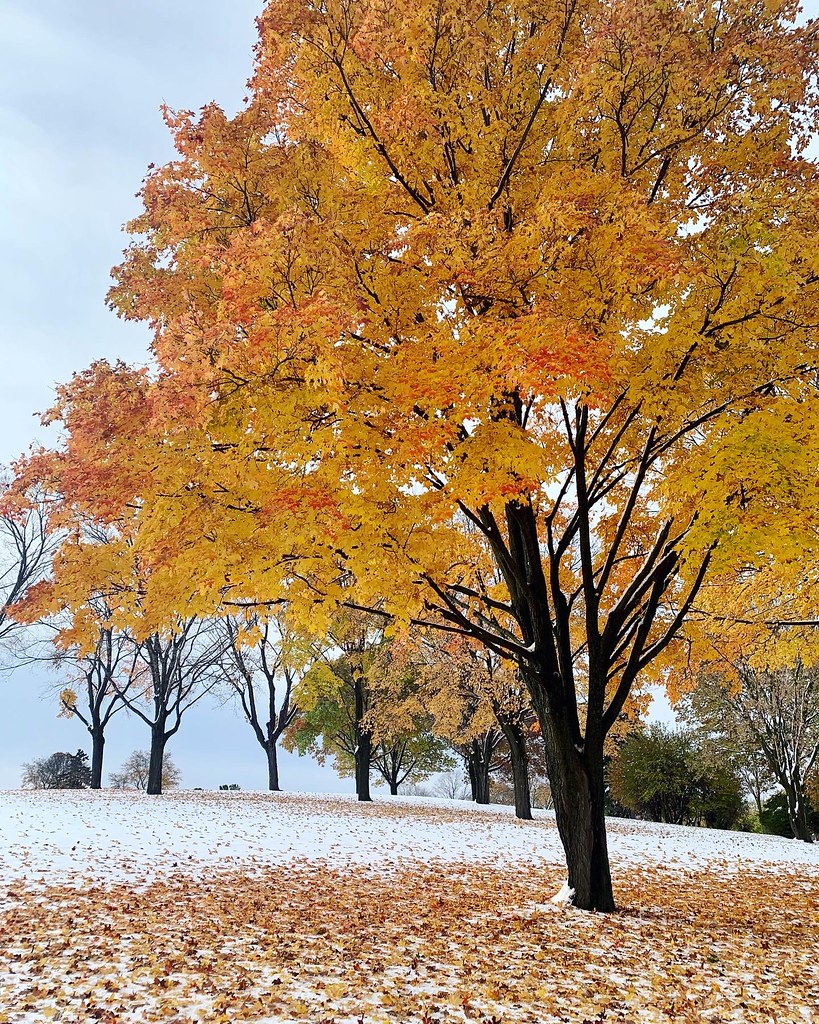 Trees with pretty Fall colors with snow on the ground