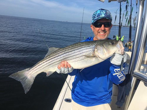 Photo of man holding up a large striped bass