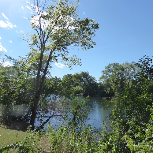 glenellynil hiddenlake park preserve nature flora plants green leaves foliage lake pond water blue trees