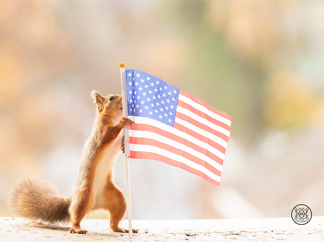 red squirrel holding a american flag