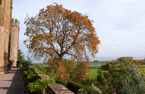 landscape autumn somerset exmoor coast tree castle flickrfriday leaves dunster nationaltrust