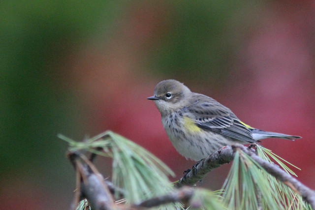 Yellow rumped Warbler 'myrtle'
