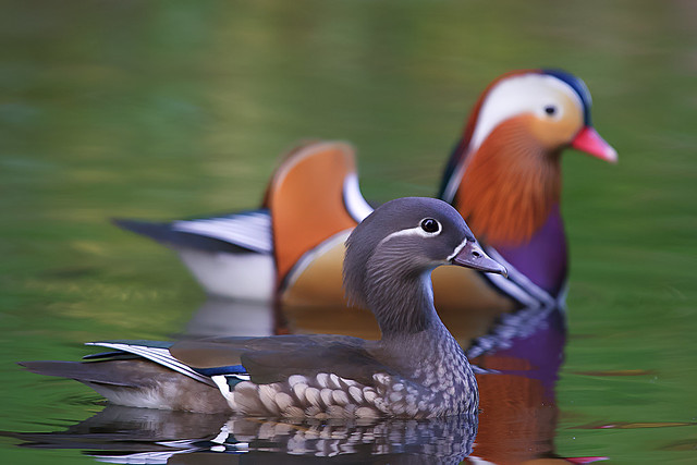 Mandarin duck couple