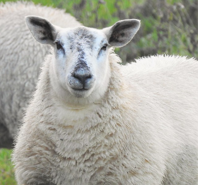 Cresswell Farm, Blue-Faced Leicester Sheep