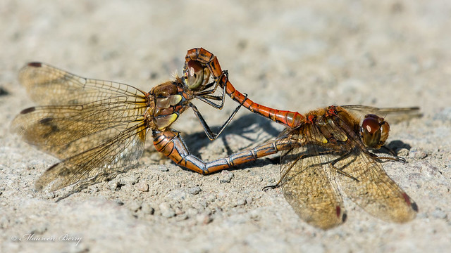 Common Darter Dragonfly 17-Sept-20  M_002
