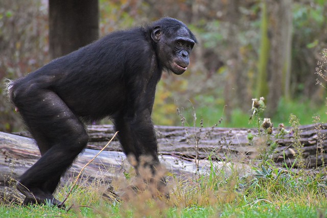Bonobo, The Columbus Zoo 10/21/20