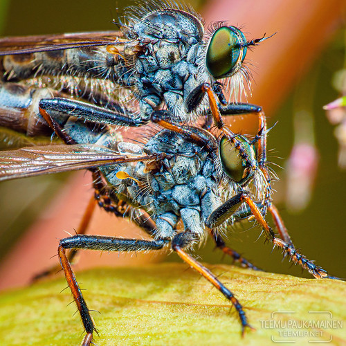 Robber fly | petokärpänen - 398-EM109408